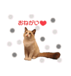 ラグドールの子猫シェルちゃんスタンプ（個別スタンプ：17）