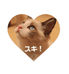 ラグドールの子猫シェルちゃんスタンプ（個別スタンプ：18）