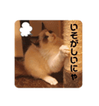 ラグドールの子猫シェルちゃんスタンプ（個別スタンプ：21）