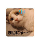 ラグドールの子猫シェルちゃんスタンプ（個別スタンプ：22）