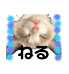 ラグドールの子猫シェルちゃんスタンプ（個別スタンプ：23）