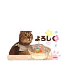 ねこだけどイタチ（個別スタンプ：7）