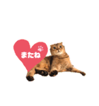 ねこだけどイタチ（個別スタンプ：8）