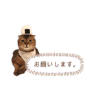 ねこだけどイタチ（個別スタンプ：9）