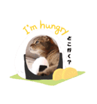 ねこだけどイタチ（個別スタンプ：11）