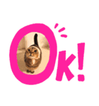ねこだけどイタチ（個別スタンプ：13）