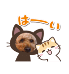 〜トイプードルのチョコ〜（個別スタンプ：1）
