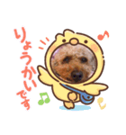 〜トイプードルのチョコ〜（個別スタンプ：2）