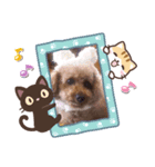 〜トイプードルのチョコ〜（個別スタンプ：4）