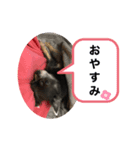 チワワの日常第一弾（個別スタンプ：2）