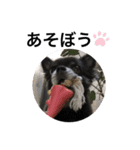 チワワの日常第一弾（個別スタンプ：5）