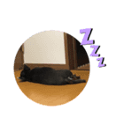 チワワの日常第一弾（個別スタンプ：8）
