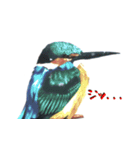 動物たちは見てる（個別スタンプ：2）