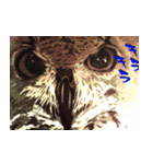 動物たちは見てる（個別スタンプ：6）