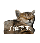 ぺこぽこスタンプ3（個別スタンプ：1）