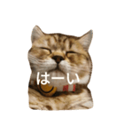 ぺこぽこスタンプ3（個別スタンプ：4）
