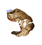 ぺこぽこスタンプ3（個別スタンプ：5）