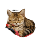 ぺこぽこスタンプ3（個別スタンプ：8）