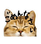 ぺこぽこスタンプ3（個別スタンプ：12）