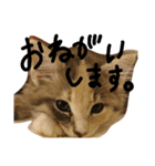 ぺこぽこスタンプ3（個別スタンプ：19）