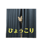 スミスちゃんのスタンプ（個別スタンプ：6）