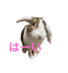 ロップイヤーのTiffanyくん2nd Street（個別スタンプ：3）