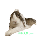 ロップイヤーのTiffanyくん2nd Street（個別スタンプ：4）