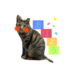 シマトラヒナ☆（個別スタンプ：1）
