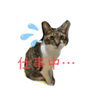シマトラヒナ☆（個別スタンプ：2）