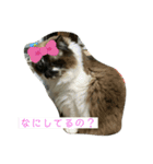 シマトラヒナ☆（個別スタンプ：3）