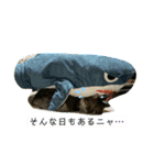 シマトラヒナ☆（個別スタンプ：8）