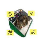 シマトラヒナ☆（個別スタンプ：11）
