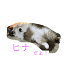 シマトラヒナ☆（個別スタンプ：12）