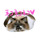 シマトラヒナ☆（個別スタンプ：15）