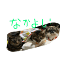 シマトラヒナ☆（個別スタンプ：16）