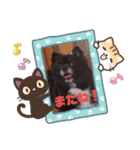 うちのわんこのクロム君／日常（個別スタンプ：6）
