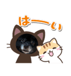 うちのわんこのクロム君／日常（個別スタンプ：7）