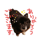 うちのわんこのクロム君／日常（個別スタンプ：13）