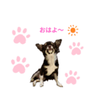 チロル×チロル（個別スタンプ：1）