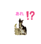 チロル×チロル（個別スタンプ：6）