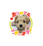 bungoのスタンプ2．（個別スタンプ：11）