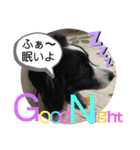 ボーダーコリーのハヤテ（個別スタンプ：2）