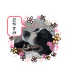 ボーダーコリーのハヤテ（個別スタンプ：8）
