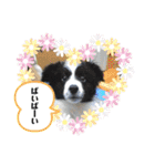 ボーダーコリーのハヤテ（個別スタンプ：11）
