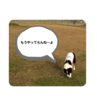 ボーダーコリーのハヤテ（個別スタンプ：18）