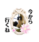 ボーダーコリーのハヤテ（個別スタンプ：31）