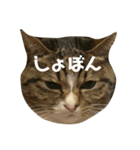 たまたまたまたまたまたまたま（個別スタンプ：3）