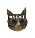 たまたまたまたまたまたまたま（個別スタンプ：4）