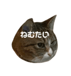 たまたまたまたまたまたまたま（個別スタンプ：5）