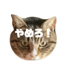たまたまたまたまたまたまたま（個別スタンプ：8）